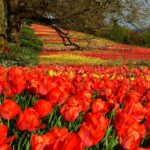 Tulpeneiland Zeewolde